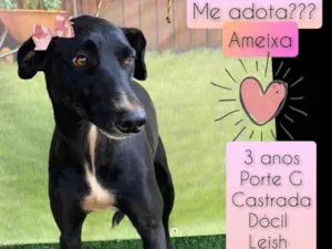 Cachorro raça SRD idade 3 anos nome Ameixa 