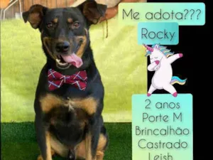 Cachorro raça SRD idade 2 anos nome Rocky