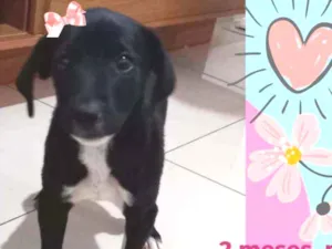 Cachorro raça SRD idade 2 a 6 meses nome Linda