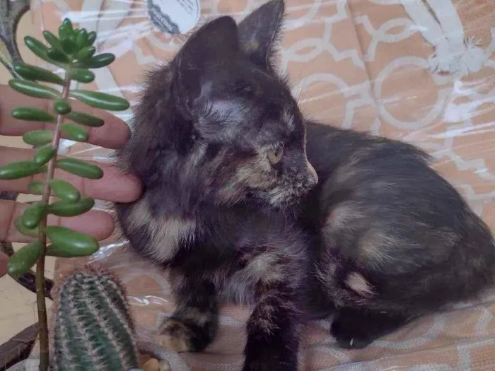 Gato ra a SRD-ViraLata idade 2 a 6 meses nome PRADA