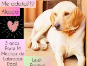 Cachorro raça Labrador idade 3 anos nome Alasca