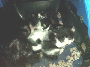 Gato raça Indefinido idade Abaixo de 2 meses nome Gatos