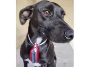 Cachorro raça SRD idade 3 anos nome Baruk