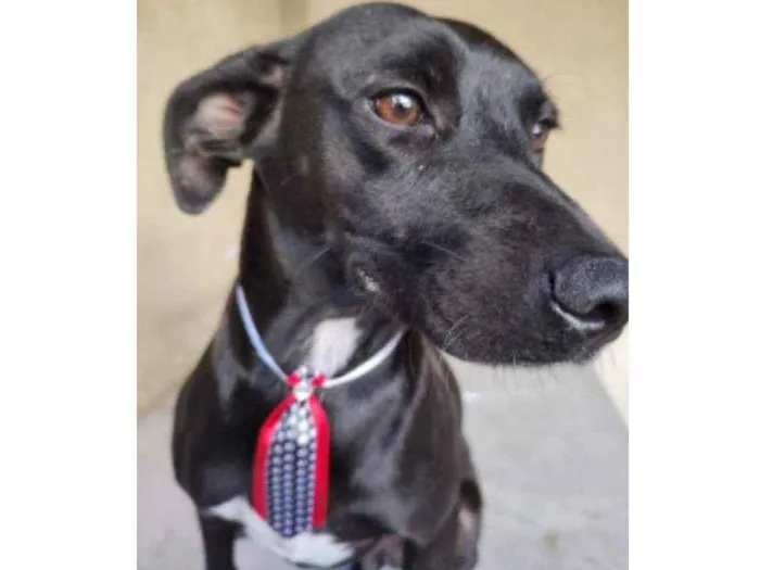 Cachorro ra a SRD idade 3 anos nome Baruk