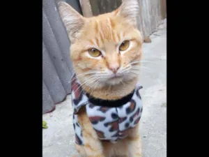 Gato raça Desconhecido  idade 7 a 11 meses nome Madruguinha 