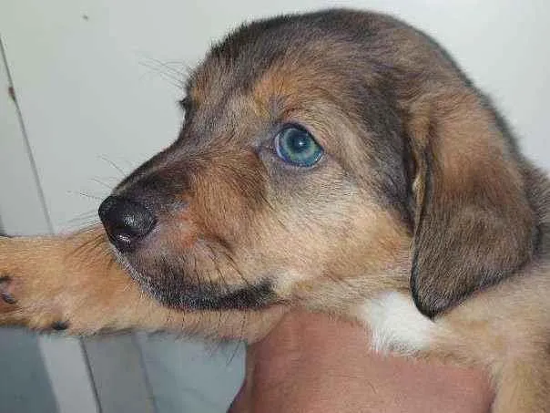Cachorro ra a Vira lata idade Abaixo de 2 meses nome Café, Caramelo, Fofa