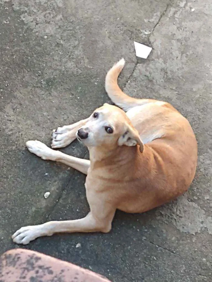 Cachorro raça Vira lata idade 6 ou mais anos nome Betovem