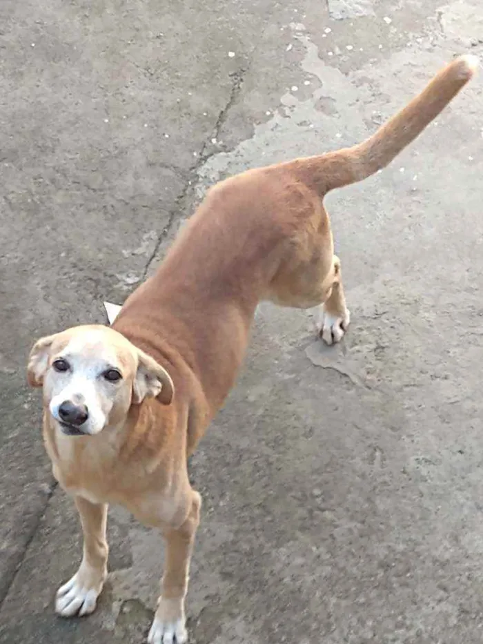 Cachorro raça Vira lata idade 6 ou mais anos nome Betovem