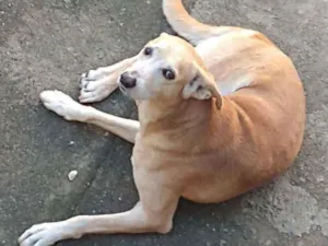 Cachorro raça Vira lata idade 6 ou mais anos nome Betovem