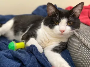 Gato raça SRD-ViraLata idade 3 anos nome Plutão 