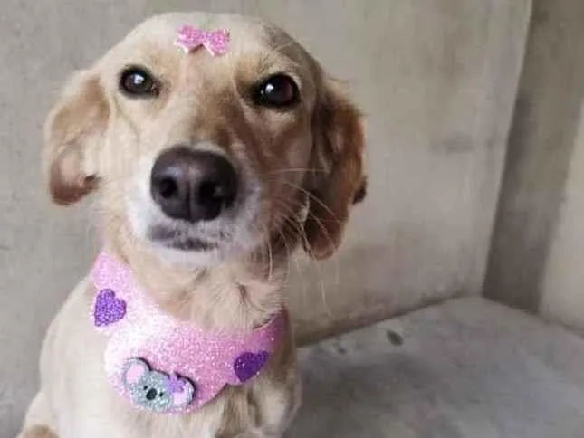 Cachorro ra a SRD idade 2 anos nome Luna