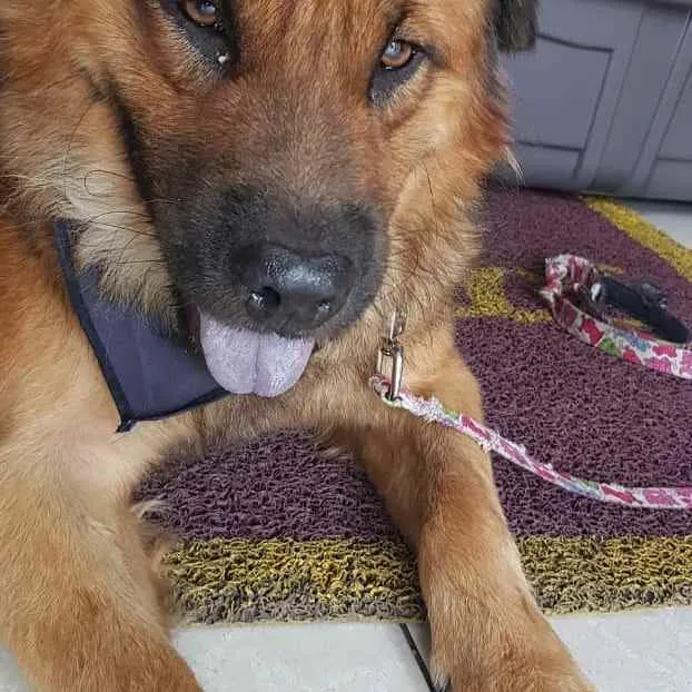 Cachorro ra a SRD idade 3 anos nome Max