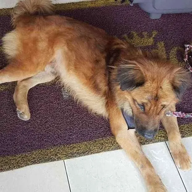 Cachorro ra a SRD idade 3 anos nome Max