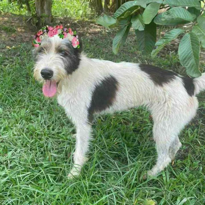 Cachorro ra a SRD idade 2 anos nome Espoleta 