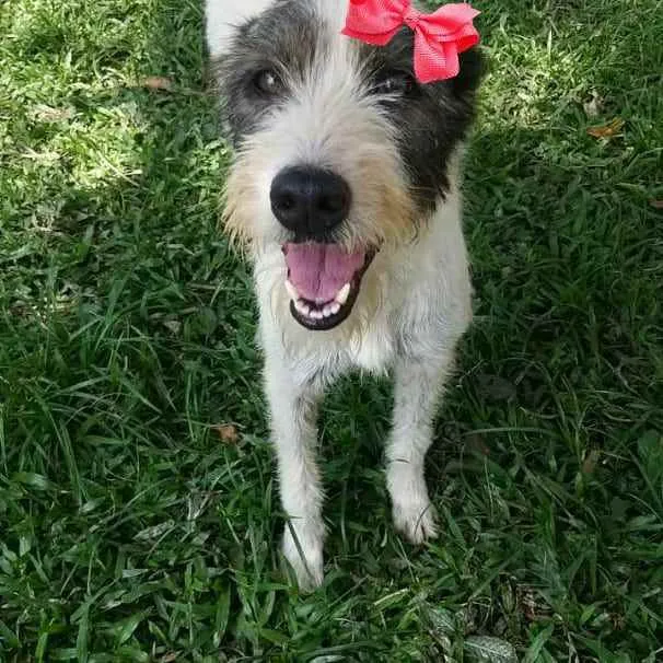 Cachorro ra a SRD idade 2 anos nome Espoleta 