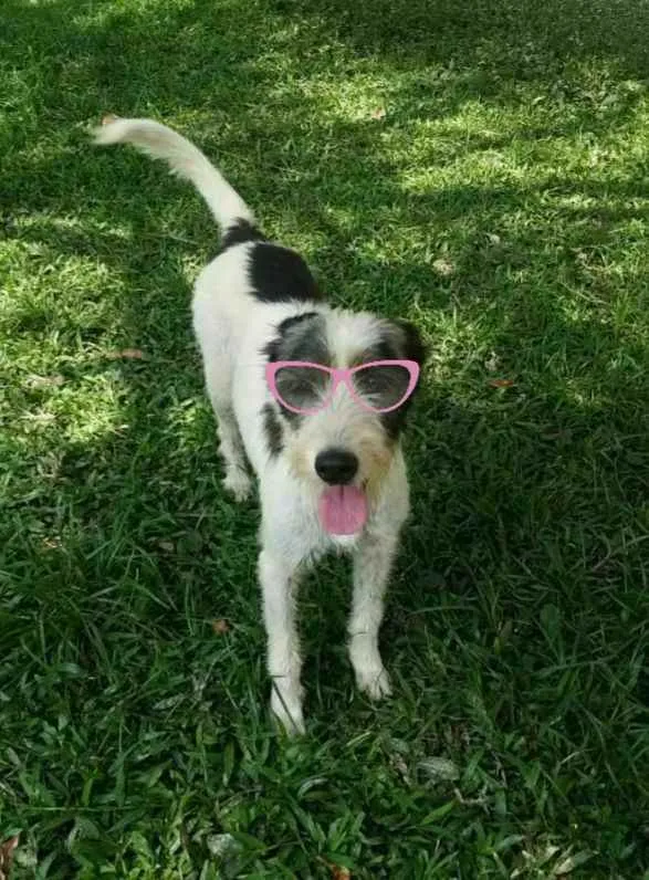 Cachorro ra a SRD idade 2 anos nome Espoleta 