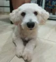 Apolo