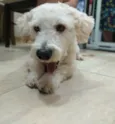 Apolo