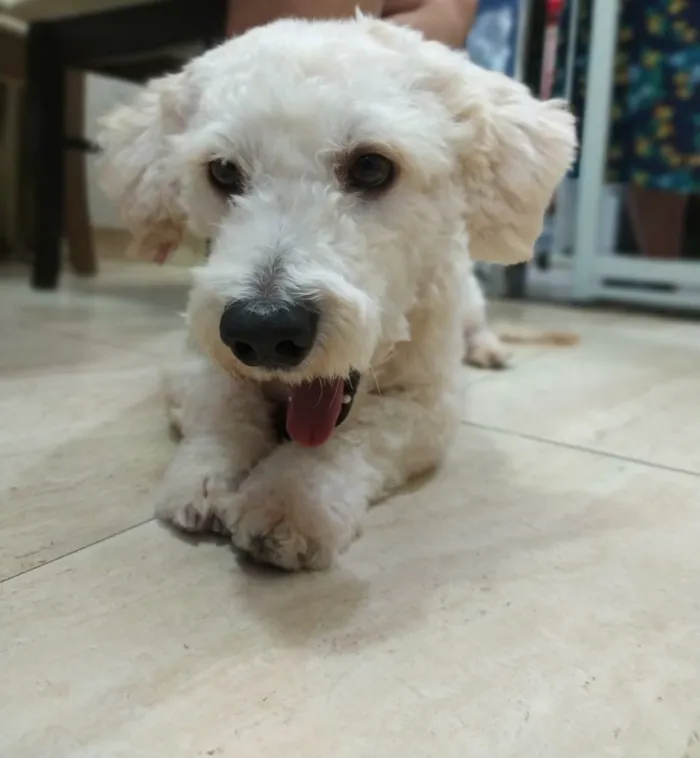 Cachorro ra a Poodle idade 2 anos nome Apolo
