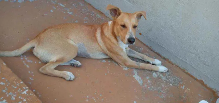 Cachorro ra a SRD idade 2 anos nome Caramelo 