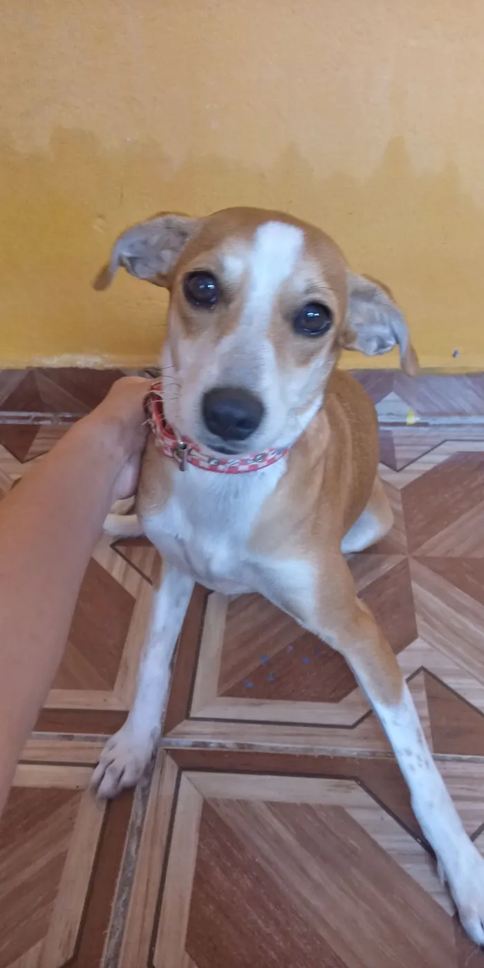 Cachorro ra a Vira-Lata idade 2 a 6 meses nome Mileide