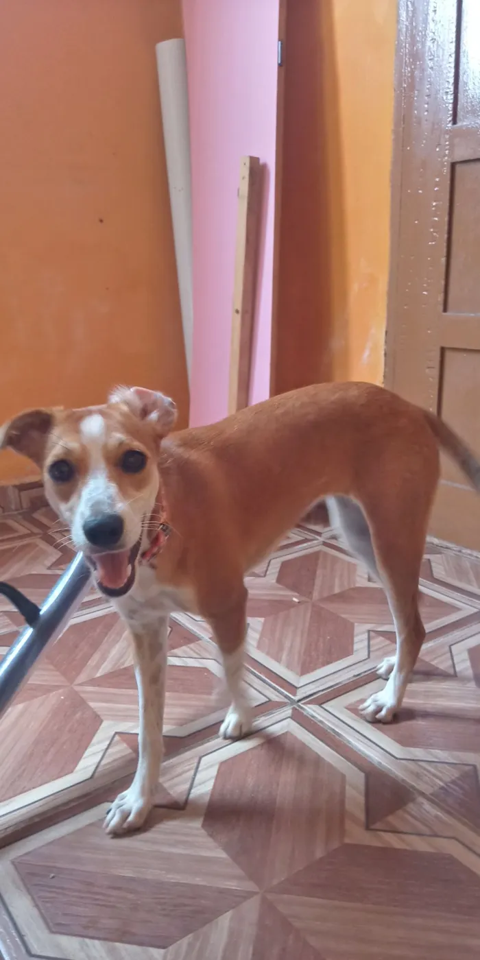 Cachorro ra a Vira-Lata idade 2 a 6 meses nome Mileide