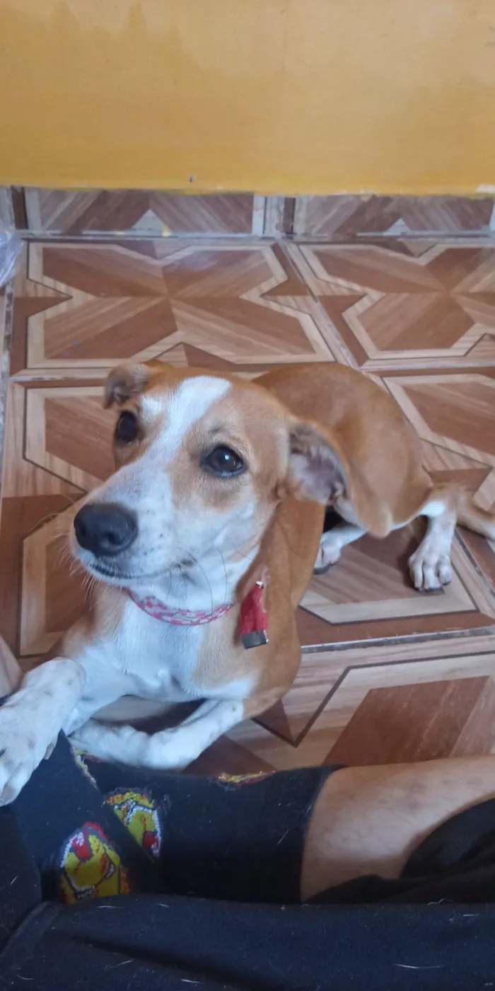 Cachorro ra a Vira-Lata idade 2 a 6 meses nome Mileide