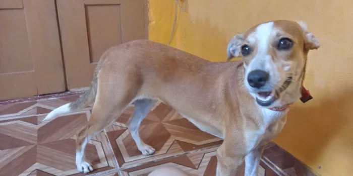 Cachorro ra a Vira-Lata idade 2 a 6 meses nome Mileide