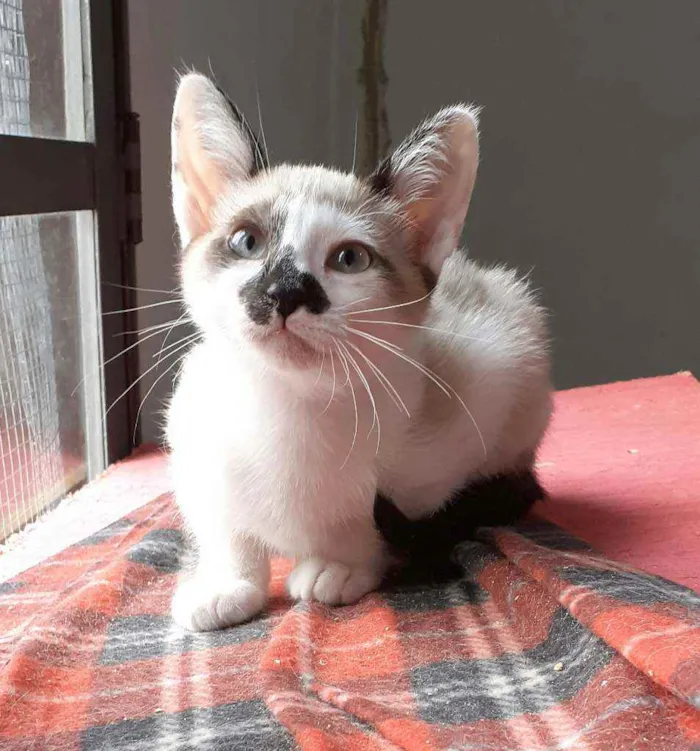 Gato ra a Srd idade 2 a 6 meses nome Amelie