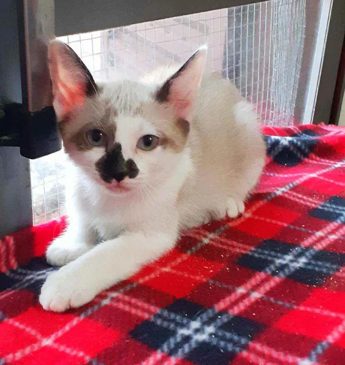 Gato ra a Srd idade 2 a 6 meses nome Amelie