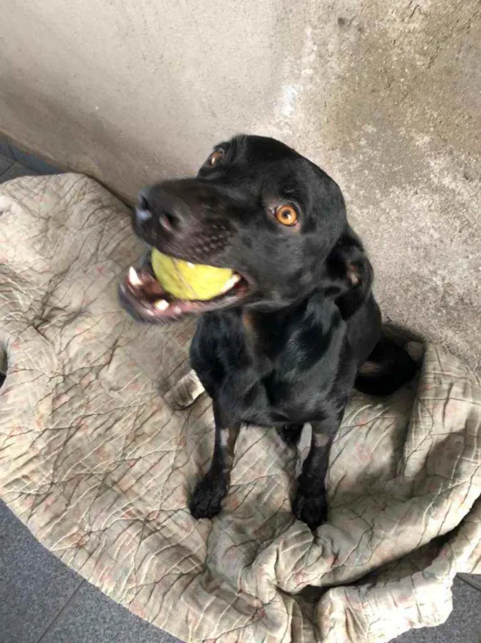 Cachorro ra a Indefinida idade 2 anos nome Pantera 