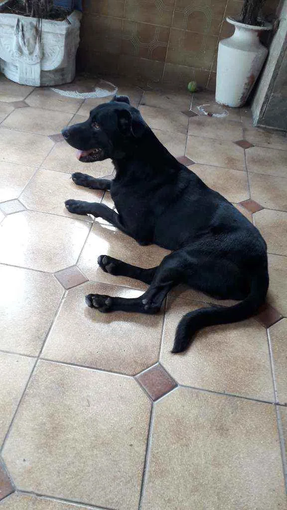 Cachorro ra a Indefinida idade 2 anos nome Pantera 