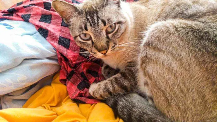 Cachorro ra a Sem raça idade 3 anos nome Sem nome