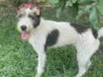 Espoleta