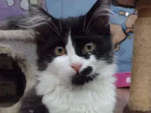 Gato raça SRD-ViraLata idade  nome ROBERTA FRAJOLA
