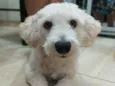 Apolo