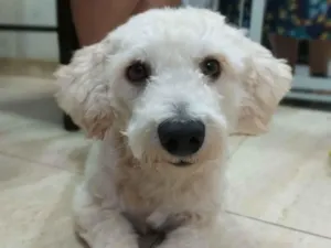 Cachorro raça Poodle idade 2 anos nome Apolo