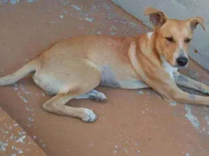 Cachorro raça SRD idade 2 anos nome Caramelo 