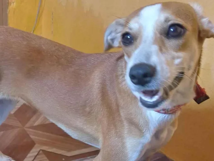 Cachorro ra a Vira-Lata idade 2 a 6 meses nome Mileide