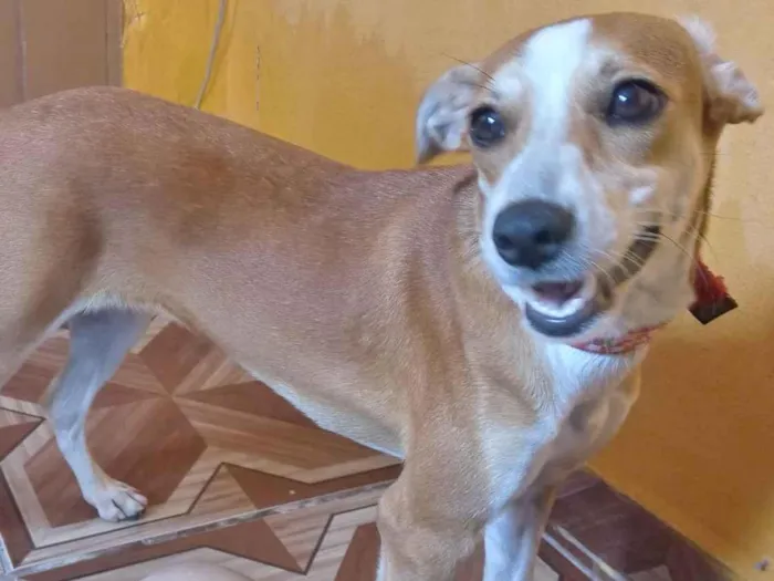 Cachorro ra a Vira-Lata idade 2 a 6 meses nome Mileide