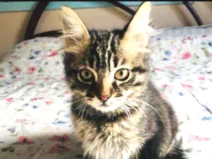 Gato raça SRD idade 2 a 6 meses nome Lino
