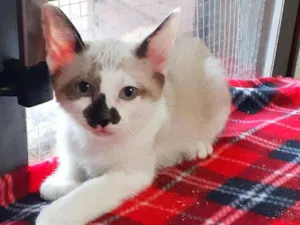 Gato raça Srd idade 2 a 6 meses nome Amelie