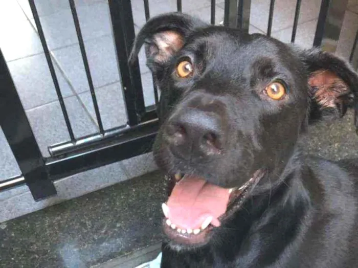 Cachorro ra a Indefinida idade 2 anos nome Pantera 