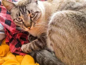 Cachorro raça Sem raça idade 3 anos nome Sem nome