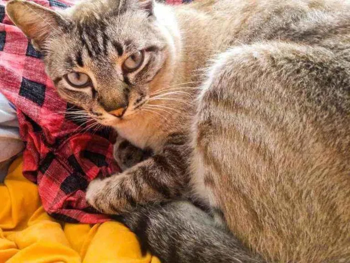 Cachorro ra a Sem raça idade 3 anos nome Sem nome