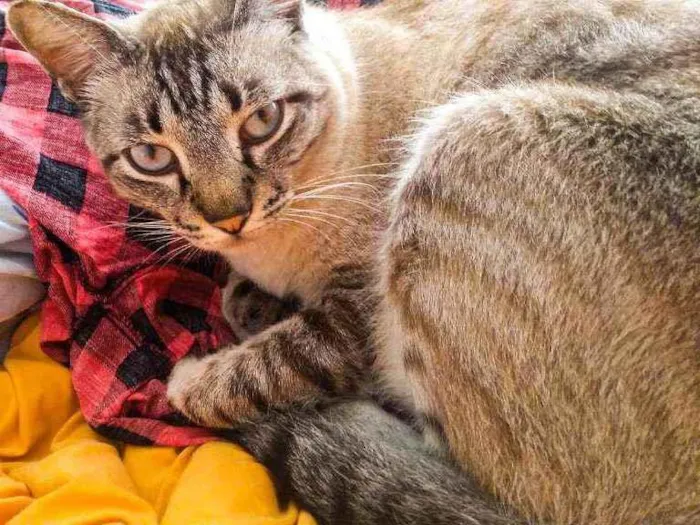 Cachorro ra a Sem raça idade 3 anos nome Sem nome