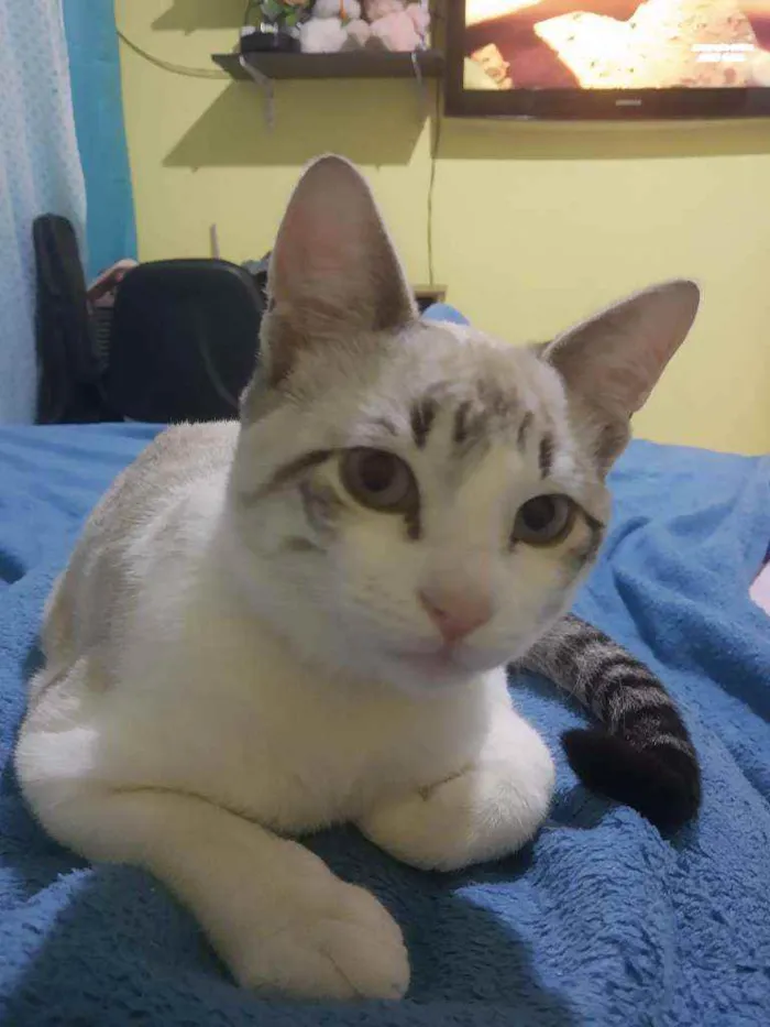 Gato ra a SAD idade 2 a 6 meses nome Nick