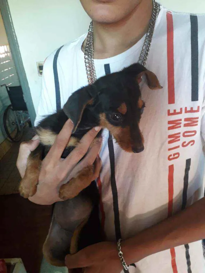 Cachorro raça Vira lata idade 2 a 6 meses nome Ñ tem nome