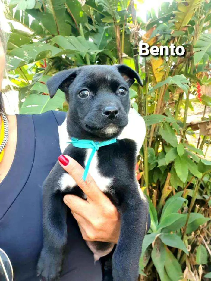 Cachorro ra a  idade 2 a 6 meses nome Bento 
