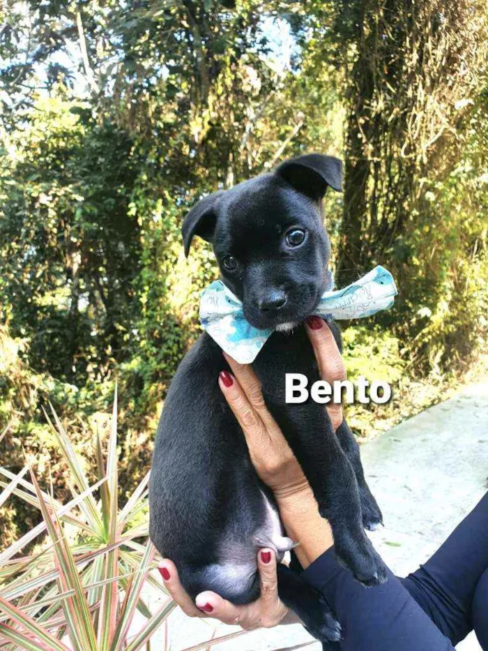Cachorro ra a  idade 2 a 6 meses nome Bento 